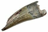 Spinosaurid Dinosaur (Suchomimus) Tooth - Niger #241087-1
